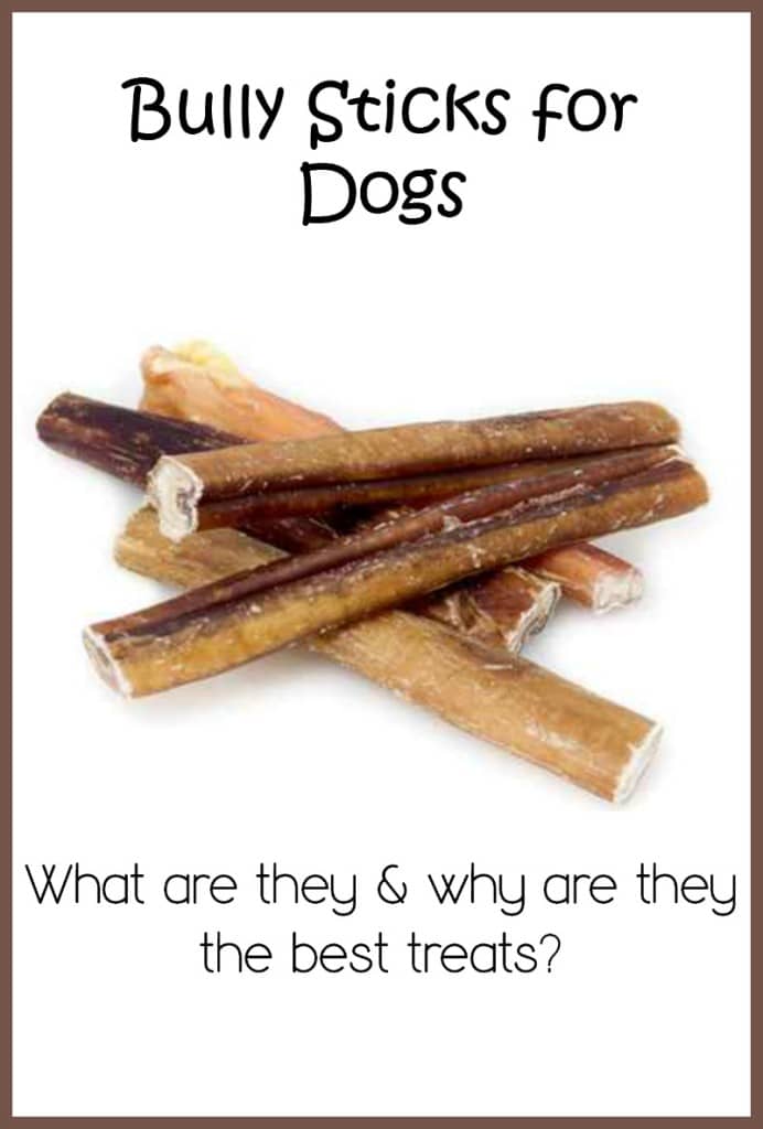 Bully Sticks: Why are they one of the best treats for your dog?