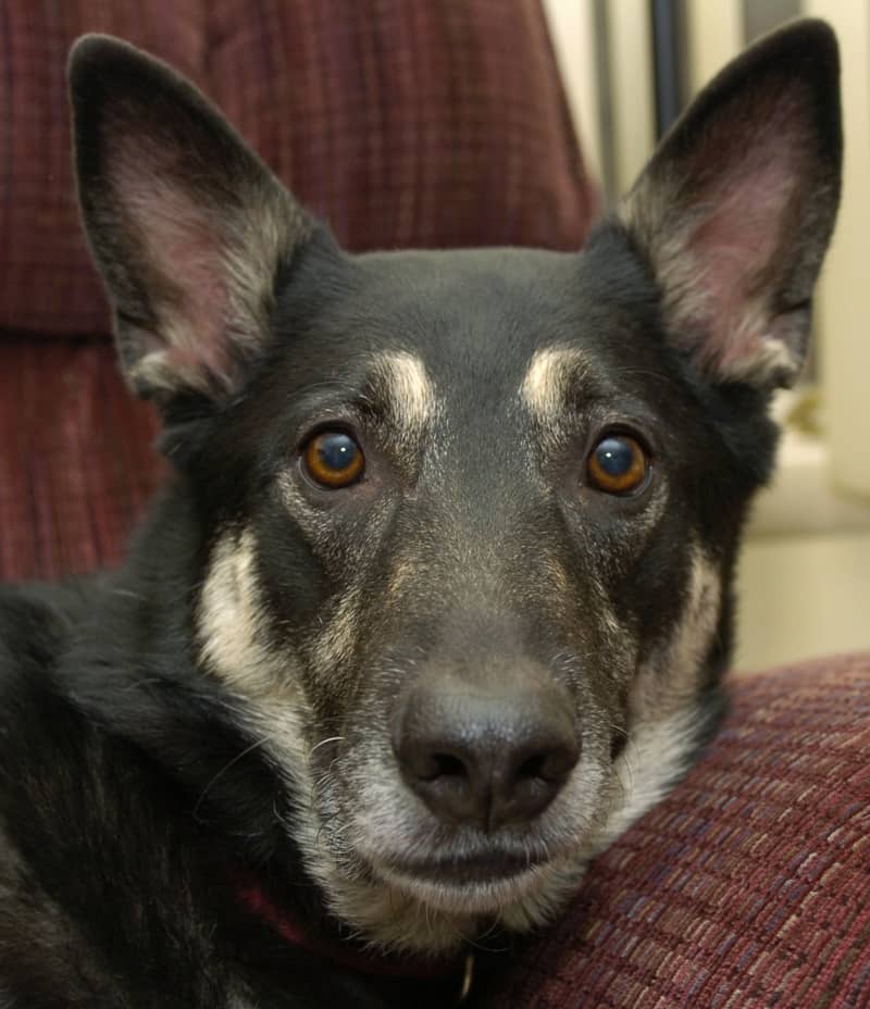 7 Awesome Therapy Dogs