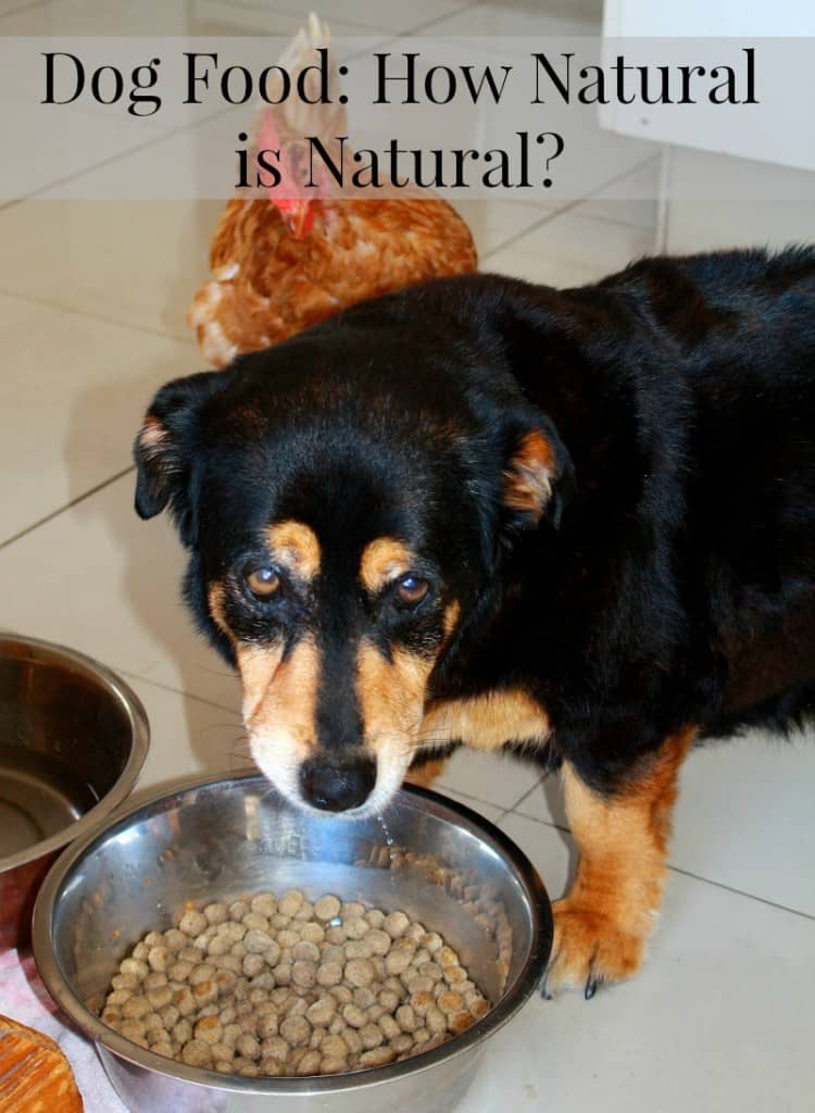 How Natural is Your Natural Dog Food? | DogVills.com