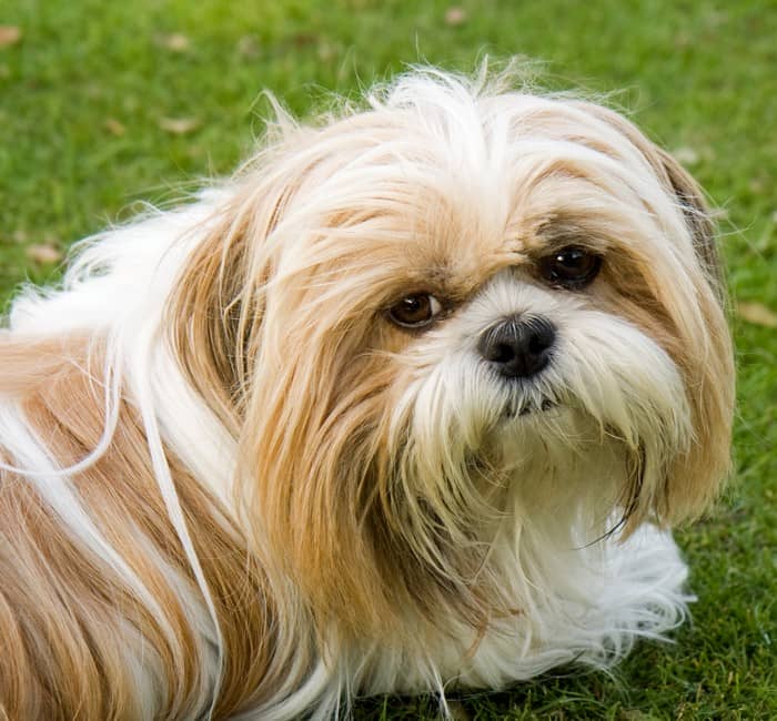 The 5 Cutest Hypoallergenic Dogs in the History of the Universe