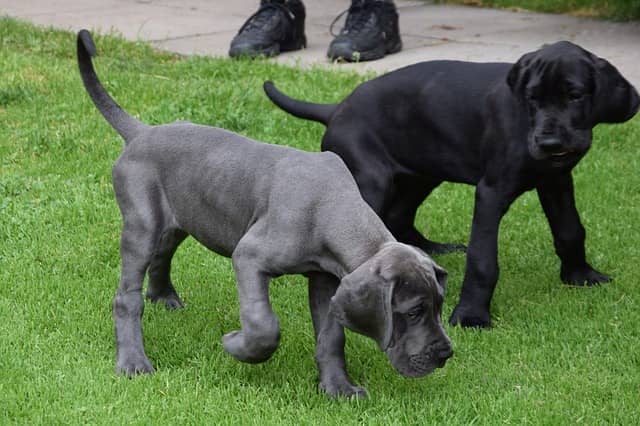 America's Top 50 Favorite Dog Breeds: Great Dane