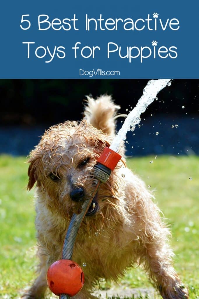 5 Best Interactive Toys For Puppies (2)