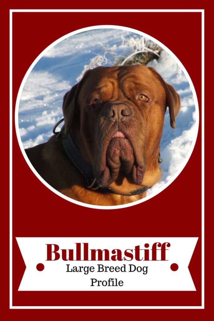 Looking for the perfect large dog breed for your family? Check out facts about the Bullmastiff and see if it's the right family dog for you!