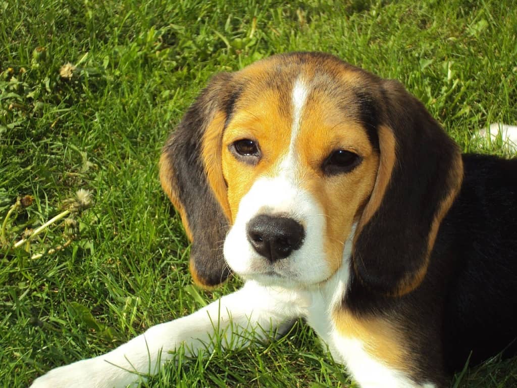 Breeds with least bites on record: Beagle