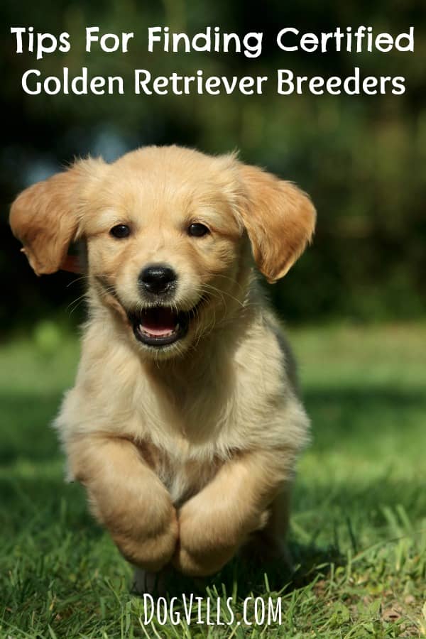 Before you buy a pure bred dog, check out these tips for finding a certified breeder for Golden Retrievers to make sure you're getting a healthy family dog.