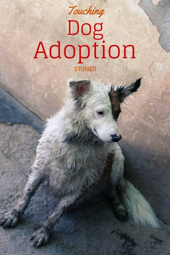 These beautiful dog videos about rescue stories and adoptable dogs looking for their Forever Home are sure to touch your heart. Plus see how you can help!