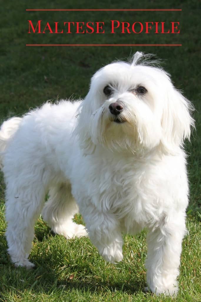 Looking for a small breed dog that may be perfect for your family? Check out everything you need to know about the Maltese & see if he’s right for you!