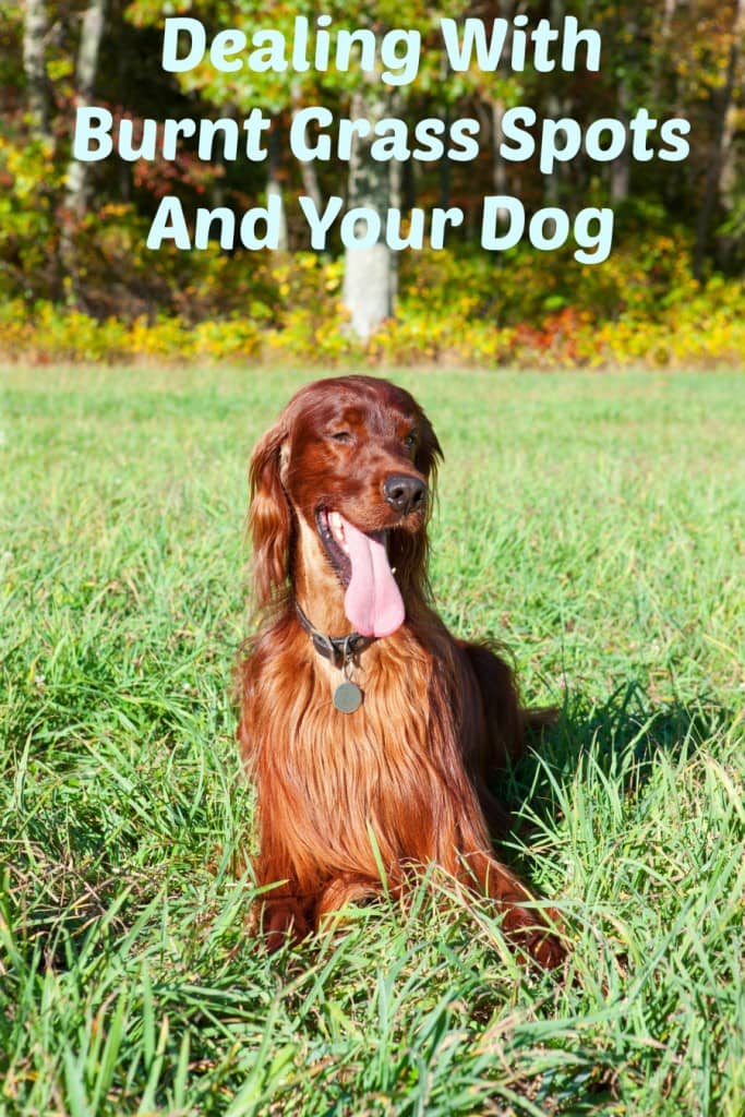 Tired of dealing with burnt grass spots from your dog? Read on for the reasons it occurs and how you can prevent your pup's urine from ruining your yard!