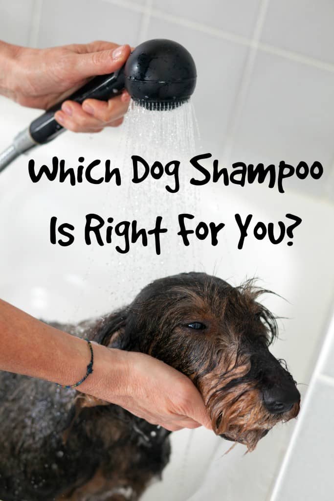 Wondering which dog shampoo is right for your dog? Check out our tips for choosing the best one for your pup's type of fur and skin needs.