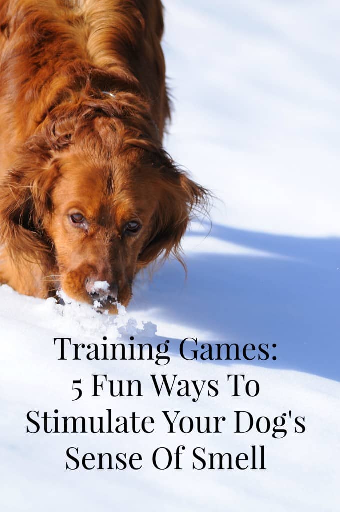 Playing training games to stimulate your dog's sense of smell isn't just a way to teach him useful new tricks, it's also a fun way to switch things up!