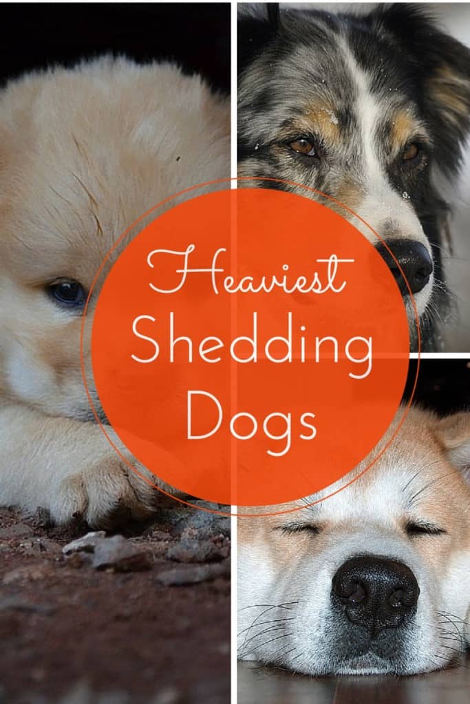 Wondering which are the least hypoallergenic dogs? Check out this list of dogs that shed the most so you know which canines to avoid at parties!