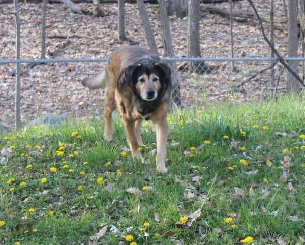 Lab/Collie mix named Maia