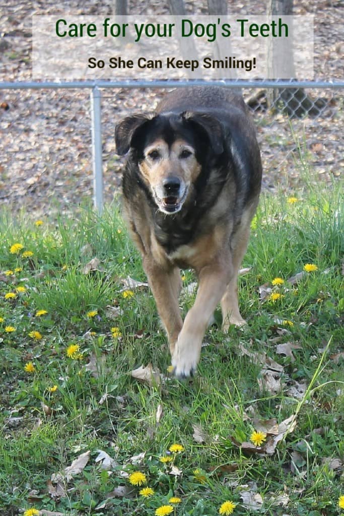 Are you neglecting your dog's dental health? Learn how to recognize the signs of dental disease and prevent problems from occurring in your pets.