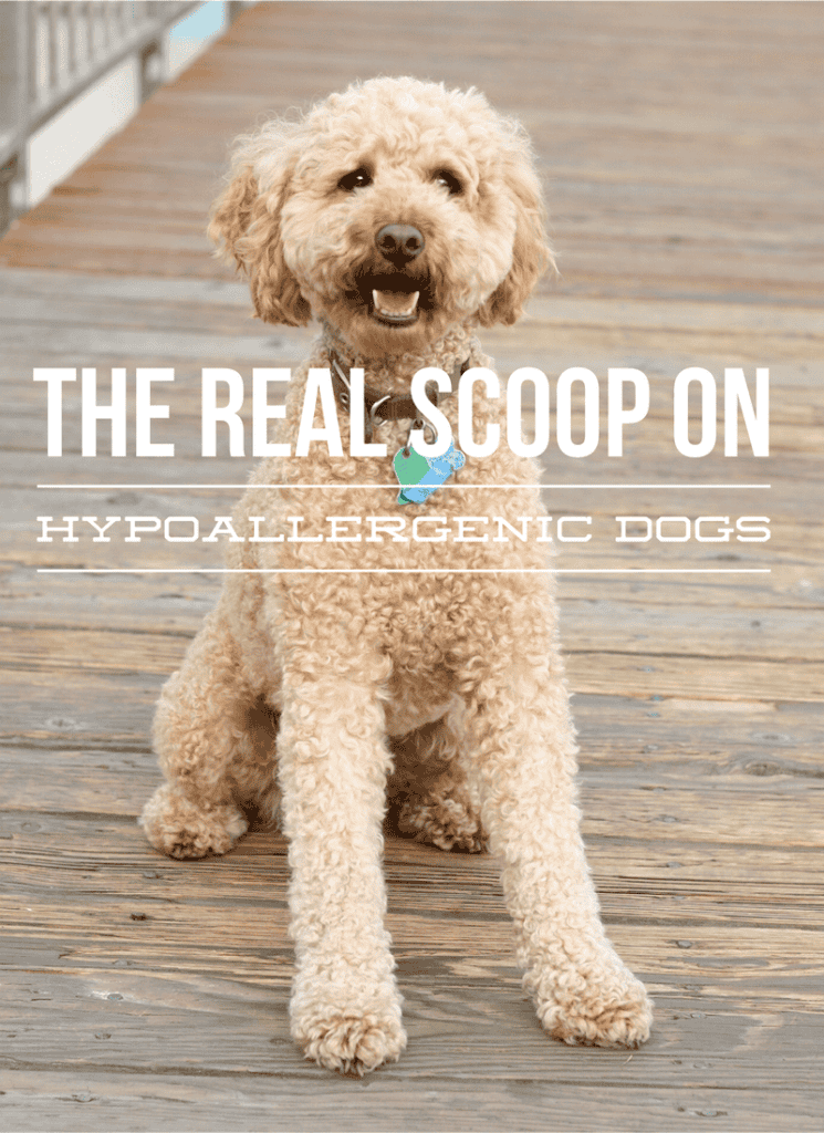 There is no such thing as a hypoallergenic dog. There are only dogs that are less prone to firing up your allergies. This doesn't mean you can't have one!