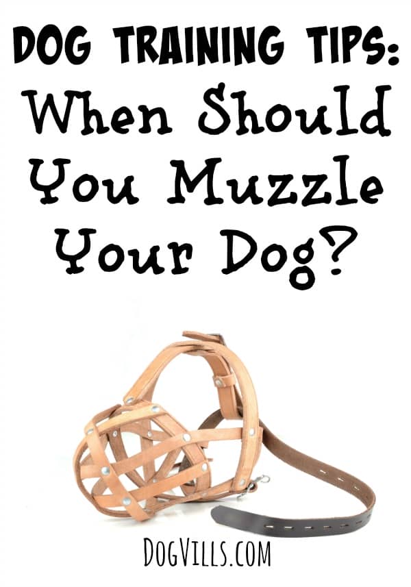 When should you muzzle your dog? Check out our dog training tips to find out the only times you should consider using a muzzle on your canine companion.