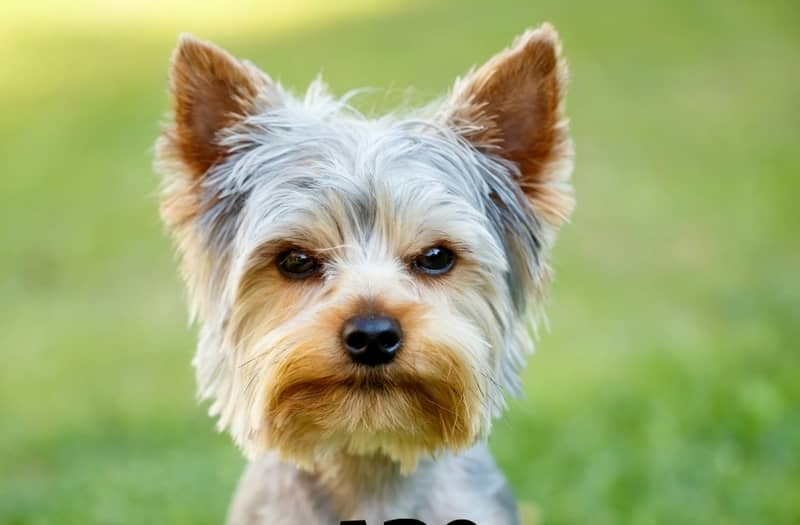 are yorkies smelly dogs