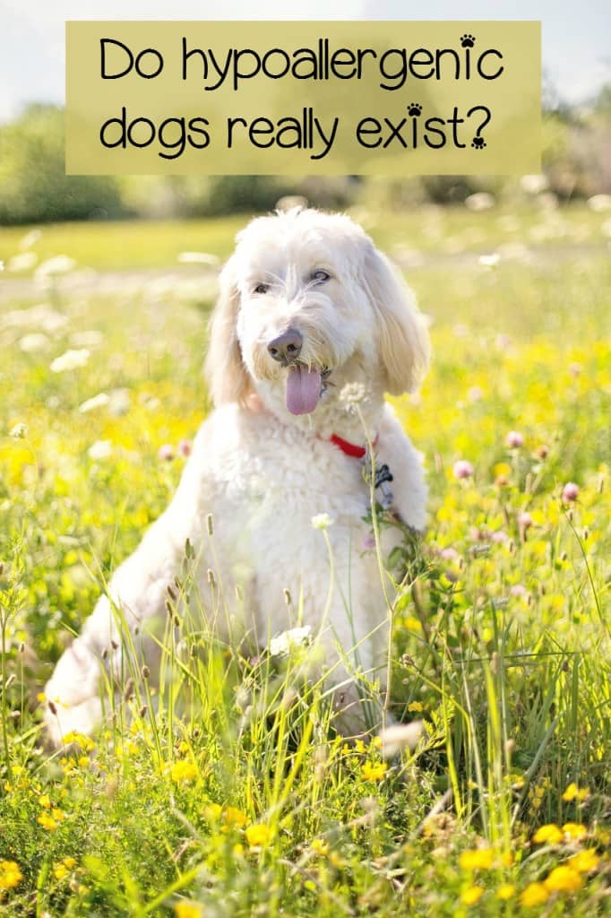 Why are some dogs hypoallergenic? It's a common question with no easy answer, because there really are no hypoallergenic dogs - only less allergenic ones.