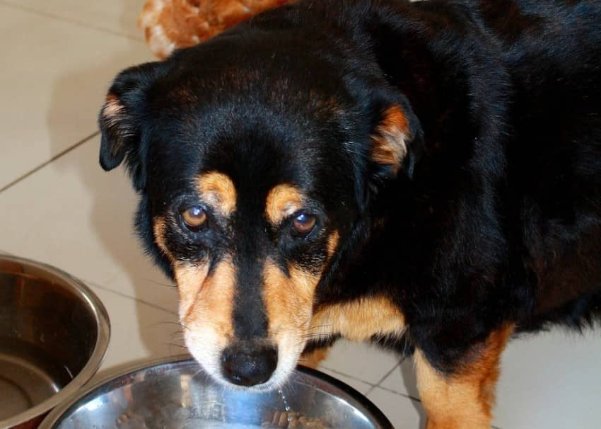 What is the Best Grain Free Dog Food For Arthritis? - Dogs With Arthritis And Digestive Issues Best Grain-Free Recipes