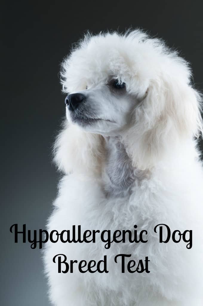 Wondering if there is a hypoallergenic dog breed test that can help you figure out which breed is best for you and your family? There actually is!