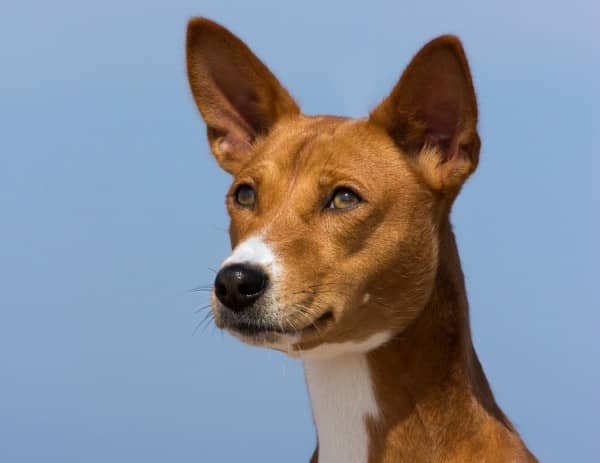 basenji medium dog breeds