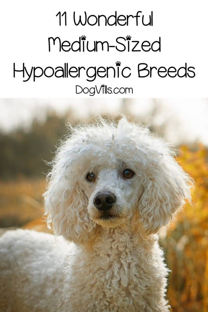 Looking for a list of medium sized hypoallergenic dogs so you can find the perfect allergy-free addition to your family? Check out a few of our favorites!