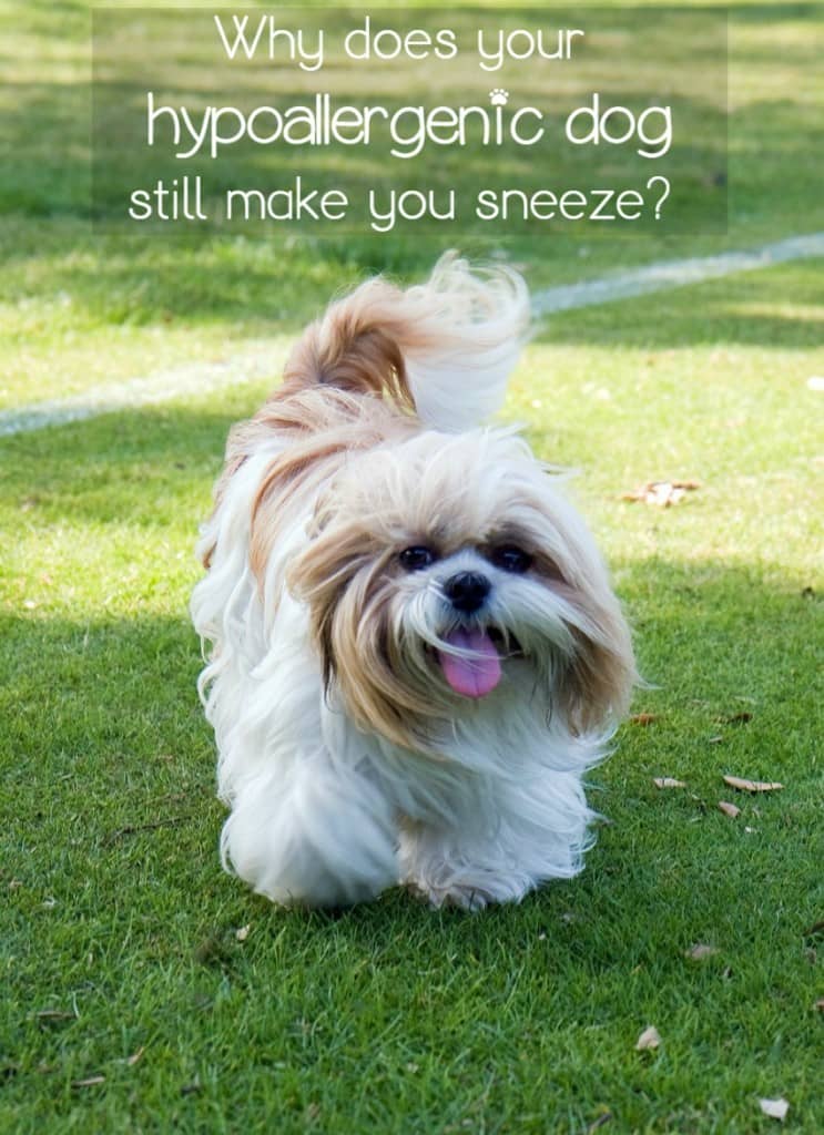 If you have a hypoallergenic dog, but you still sneeze, there's a reason. Hypoallergenic dogs aren't really hypoallergenic. They're less allergenic.