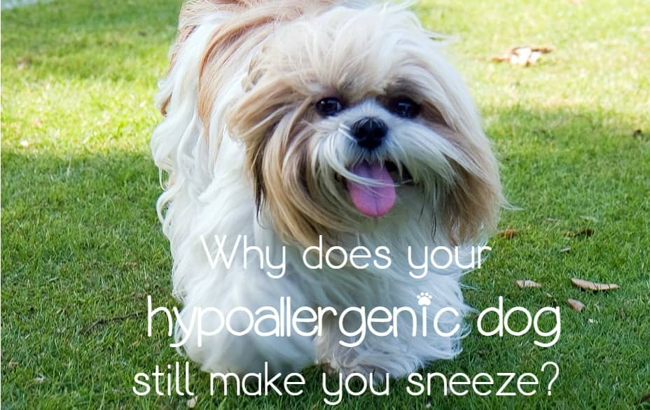 Why Your Hypoallergenic Dog Can Still Make you Sneeze