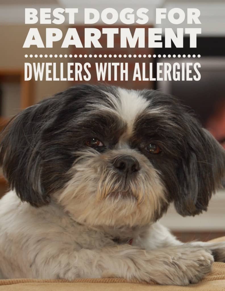 The best dog breeds for apartments are also the best dog breeds for those with allergies. Most hypoallergenic dogs are also the perfect size for apartments.