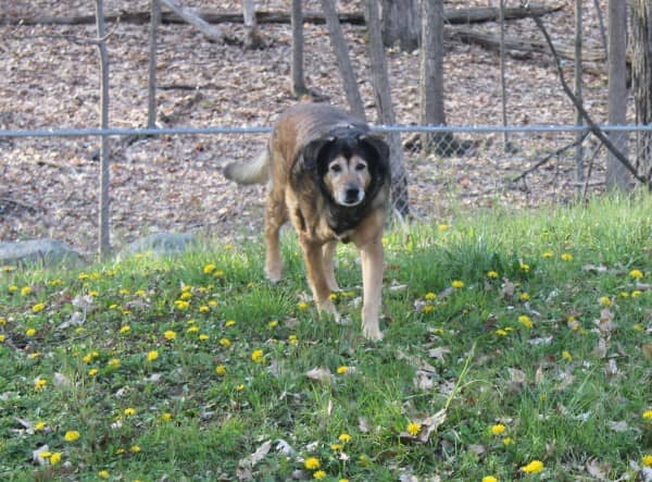 Creating a Routine to Achieve a Healthy Weight #PerfectWeight: Even my senior girl enjoys strolling around the backyard getting her excericse! 