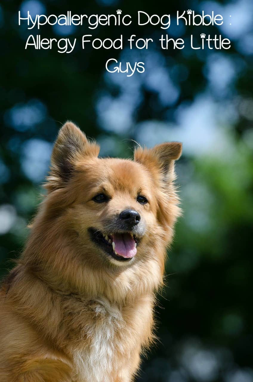 A closer look at Hypoallergenic Kibble For Dogs