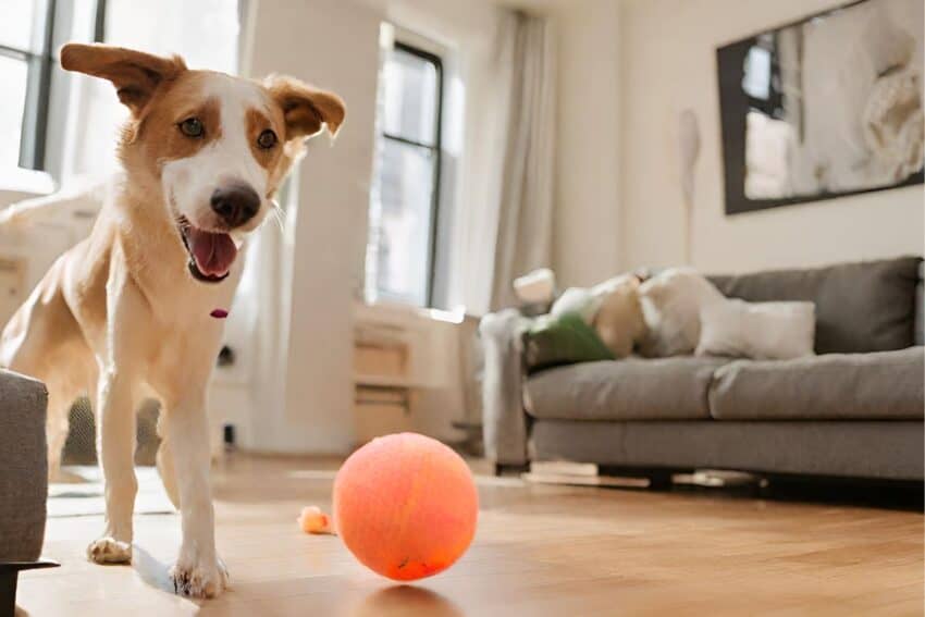 How to Exercise a Dog in an Apartment: Fun and Effective Indoor Dog Exercise Ideas