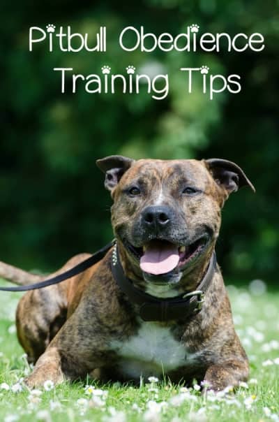 Follow these pitbull puppy training tips when practicing obedience training to get the best possible results. Obedience training is important for a puppy.