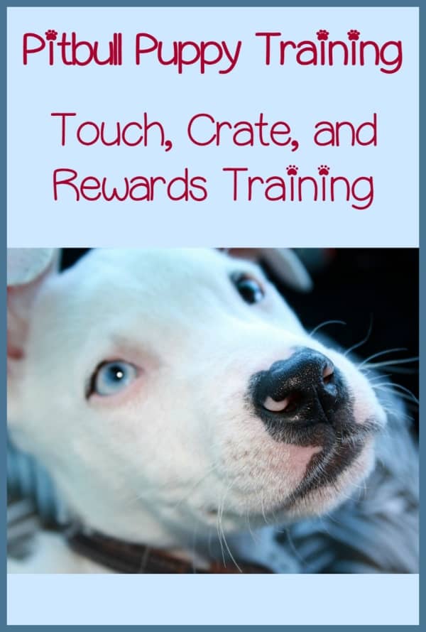 Looking for some great pitbull puppy training tips? Look no further, because this pitbull puppy training guide can help you raise up a fine animal.