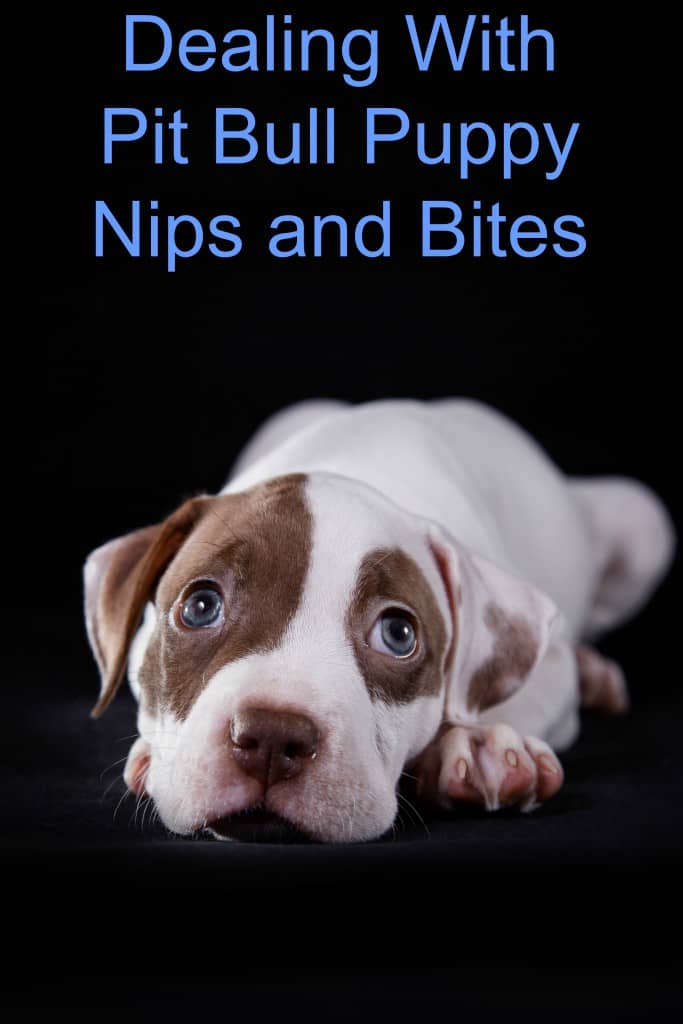 Is your sweet little bully furbaby giving you some not-so-sweet nips during play? Check out our pitbull puppy training tips to nip the biting in the bud!