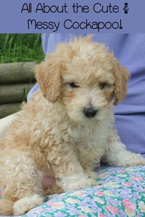 Messy Cockapoo Cockapoo: Small Hypoallergenic Dogs that Love Messes