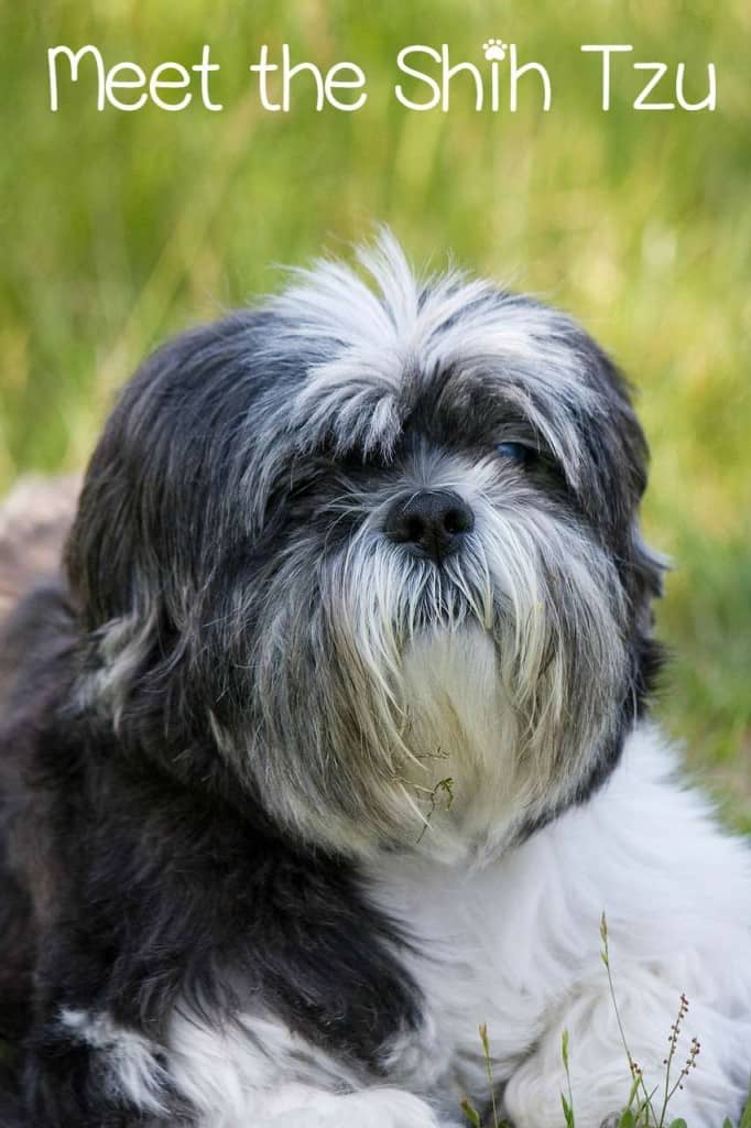 The Shih Tzu is a wonderful dog if you're looking for a hypoallergenic, low maintenance, family dog. While somewhat stubborn, the Shih Tzu is wonderful.