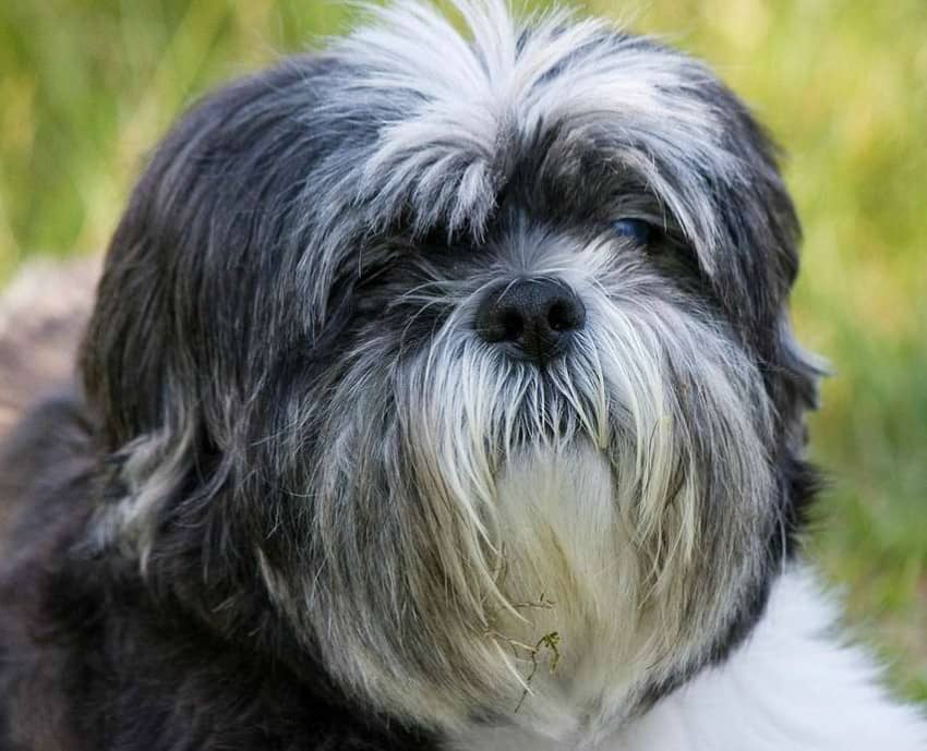 Meet the Shih Tzu - The Ultimate House Dog