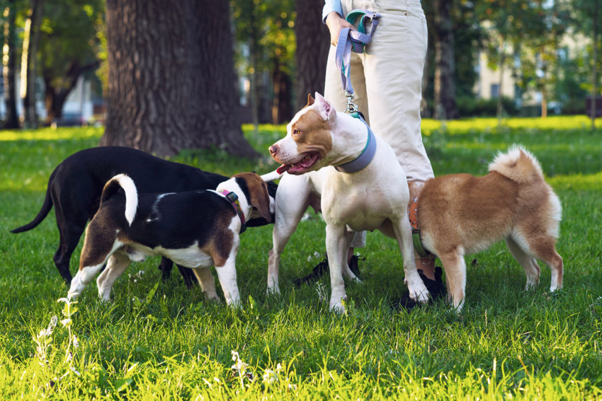 Everything you need to know about Pitbull puppy training—crate tips, socialization, commands, biting, yard safety, and more!