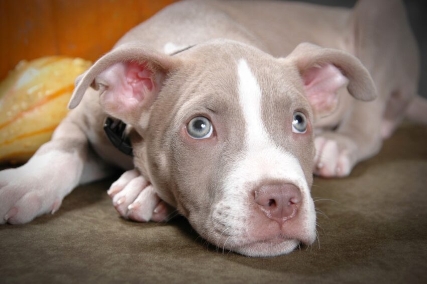 New Pitbull puppy? Start here! Get expert training tips for raising a happy, obedient dog from day one.