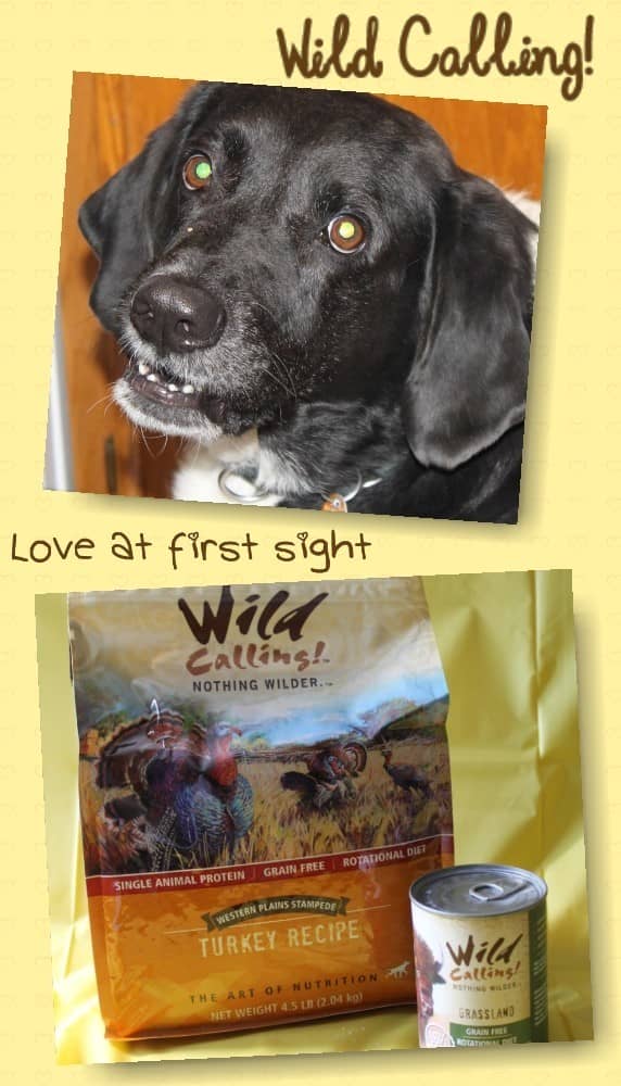 Looking for a dog food with a real story behind it? Check out Wild Calling! and see how they've mastered The Art of Nutrition. It's love at first sight!