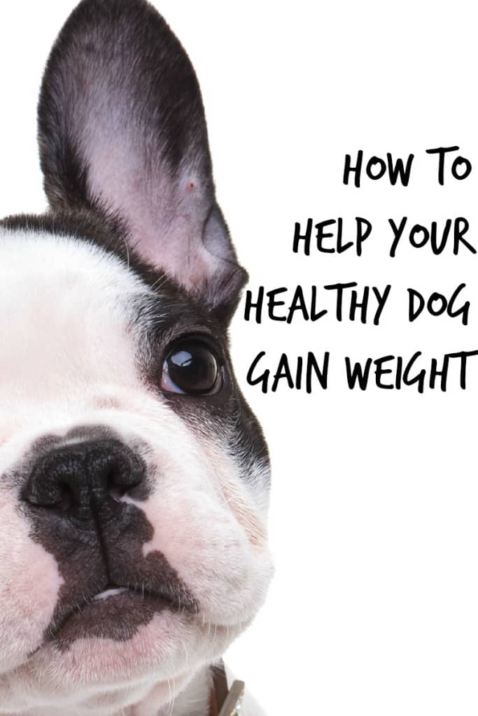 What do you do when your otherwise healthy pup is a little on the skinny side? Check out our tips to help your healthy dog gain weight with the right diet!