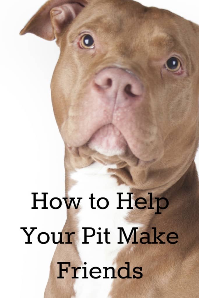 Wondering how to keep your pitbull puppy from growing up into an elitist snob? Check out our tips on how to help your pit make friends! Think of it as "How to Win Friends and Inflience People" for pits!