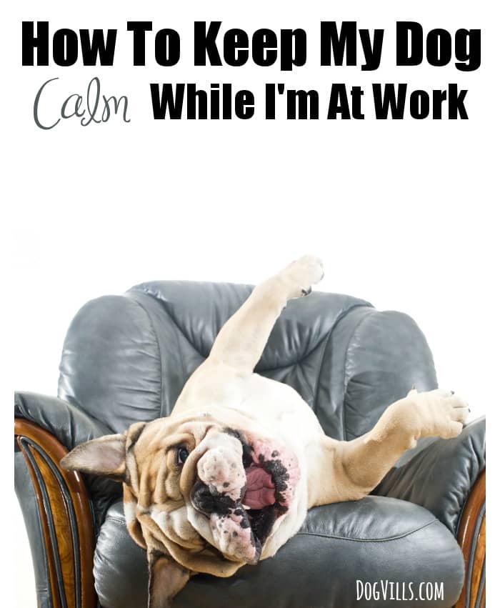 Is your dog going nuts & destroying the house when you're not home? Check out my tips on how I keep my dog calm while I'm at work & stop the behavior issue!