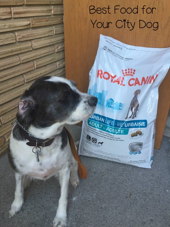 Give your city dog the best nutrition and help him overcome stressors with Royal Canin URBAN LIFE dog food, the first food made for where your dog lives.