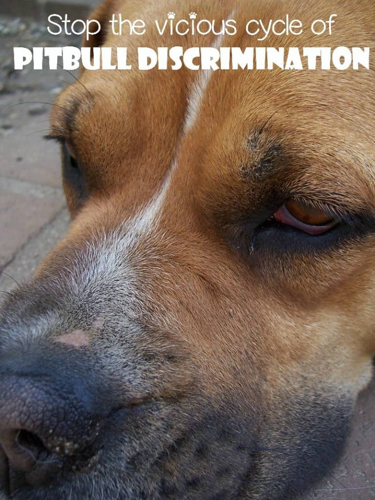 Pitbull discrimination is a real problem. Between poorly bred Pits and irresponsible owners, Pitbull discrimination has become commonplace in this country. Find out what you can do to put an end to it.