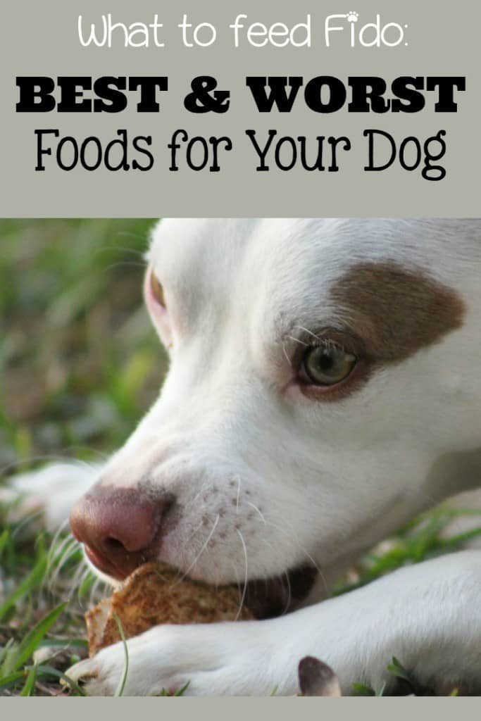 There are a few things to know about what to feed your dog. When trying to decide what to feed your dog, keep your dog's health in mind.