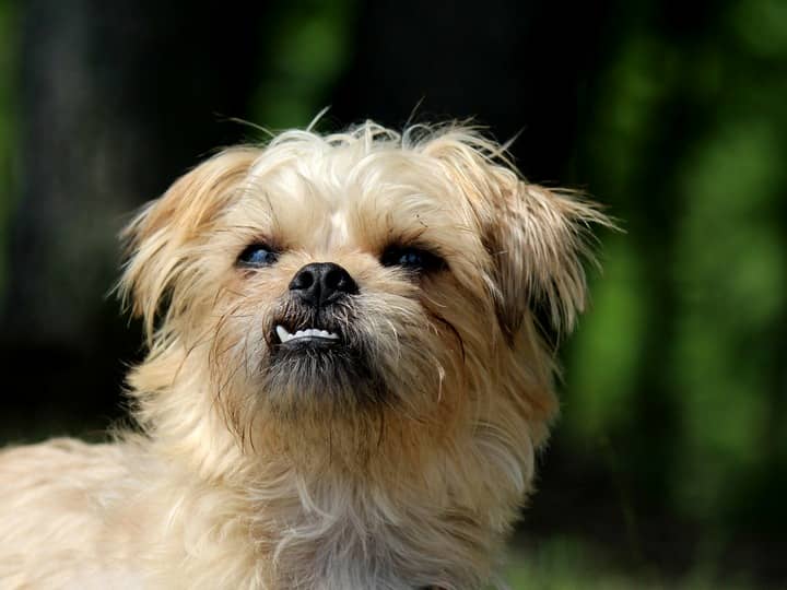 brussels griffon small breed