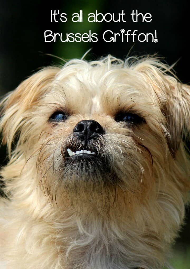 The Brussels Griffon is a wonderful small breed family dog with a bit of a stubborn streak! Come learn more about him & see it he's the right pooch for you!