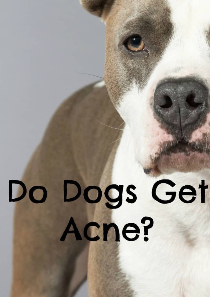 Wondering if those bumpies on Fido are actually a form of dog acne? Well, guess what? They just might be! Check out our tips on how to treat acne in dogs.