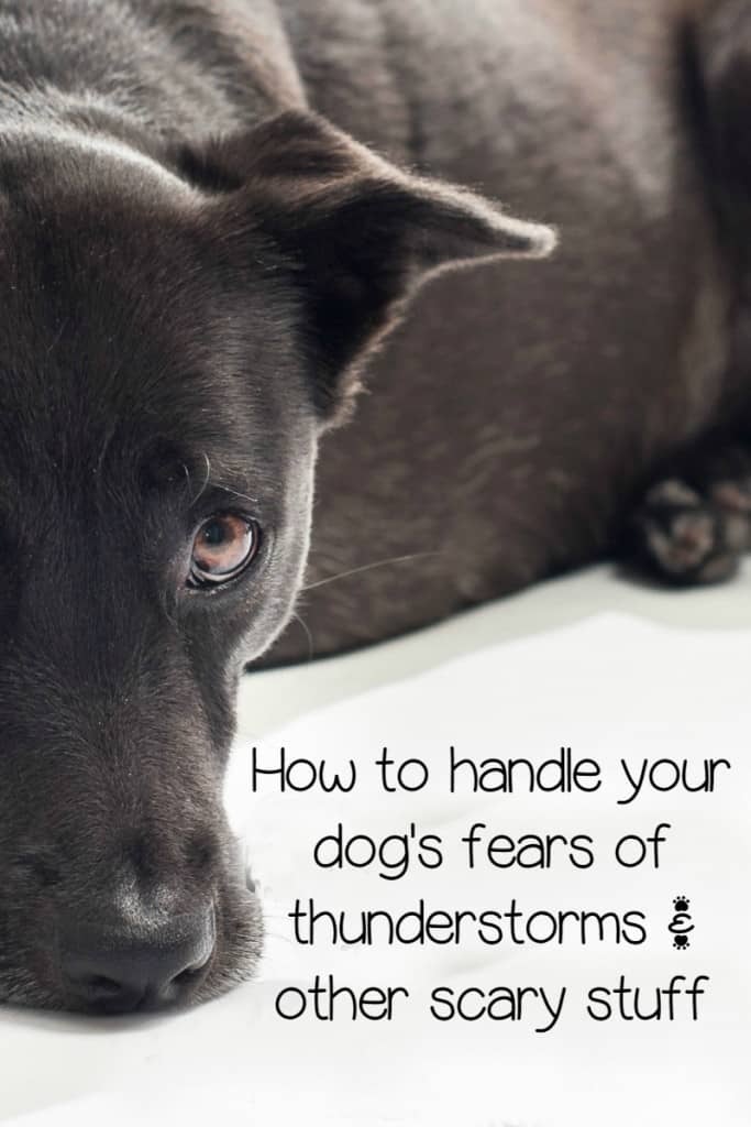 Fears in dogs are a common thing, especially when it comes to loud noises like thunder and fireworks. Check out our tips on how to calm your fur baby!